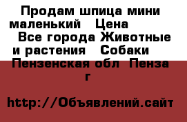 Продам шпица мини маленький › Цена ­ 15 000 - Все города Животные и растения » Собаки   . Пензенская обл.,Пенза г.